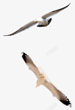 手绘动物飞翔的大雁素材