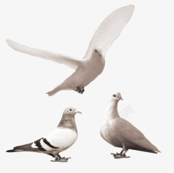 飞翔的白色鸽子素材