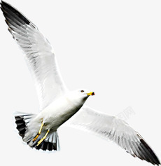春季飞翔的动物鸽子素材