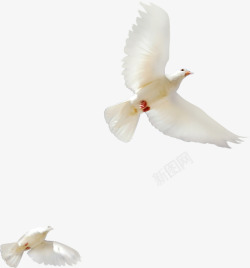 白色飞翔和平鸽素材