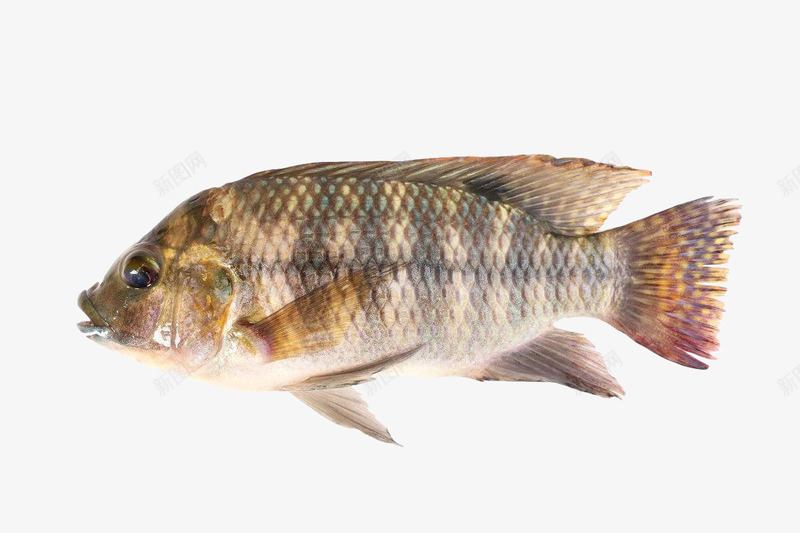 白鲫鱼鱼肉清蒸鲫鱼鲫鱼汤食材鱼png免抠素材_88icon https://88icon.com 侧面 尾巴 条纹 白鲫鱼 白鲫鱼鱼肉清蒸鲫鱼鲫鱼汤食材鱼类食品肉类美食条纹免费下载 红色 肉类 花纹 鱼类 黑色