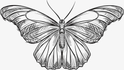 手绘动物蝴蝶矢量图素材