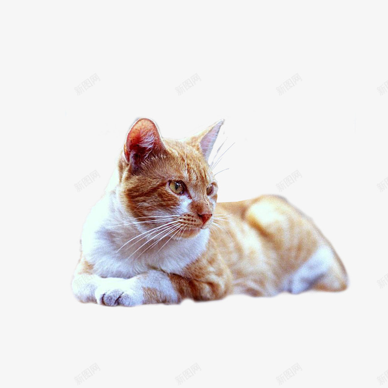 一只卧着猫png免抠素材_88icon https://88icon.com 动物 宠物 橙色 猫