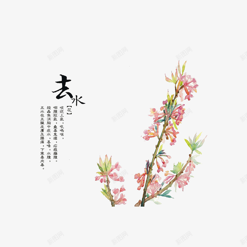 中药材去水png免抠素材_88icon https://88icon.com 中药材去水 彩绘插图 手绘中药材 草本药材