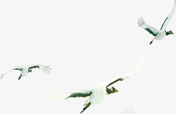 创意摄影飞翔的海燕素材