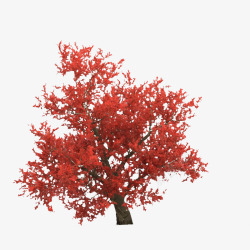 一棵红色叶子枝条树木素材
