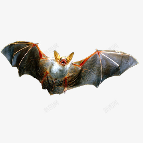 飞翔中的蝙蝠png免抠素材_88icon https://88icon.com 张嘴 攻击 蝙蝠 飞翔