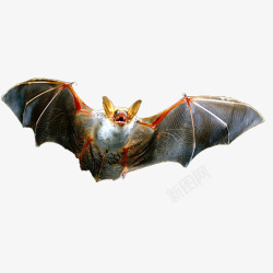 飞翔中的蝙蝠素材