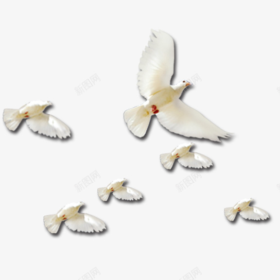 飞翔的鸽子psd免抠素材_88icon https://88icon.com 六只 白色 鸽子