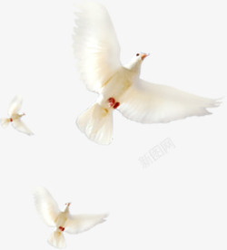 清新春季飞翔的白鸽合集素材