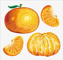 柑橘各局部分解手绘图素材