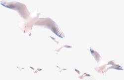 白色和平鸽飞翔在空中效果素材
