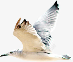 飞翔海鸥的大图素材