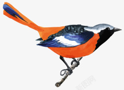 中国画橙色鸟素材