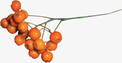 橙色果子橙色枇杷高清图片