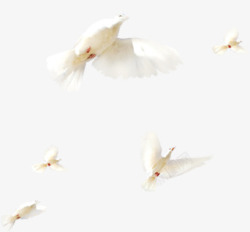 清新春季飞翔的白鸽素材