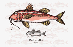 卡通手绘彩色红鲻鱼黑白图案矢量图素材