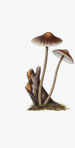 手绘长着蘑菇的枯树根素材