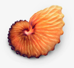 橙色海螺螺旋七夕素材