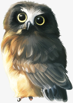 鸟类禽类卡通彩绘猫头鹰高清图片