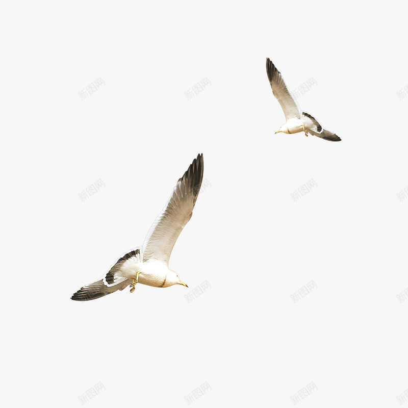 飞翔的白色海鸥png免抠素材_88icon https://88icon.com 2只海鸥 动物 海鸥 白色 飞翔的