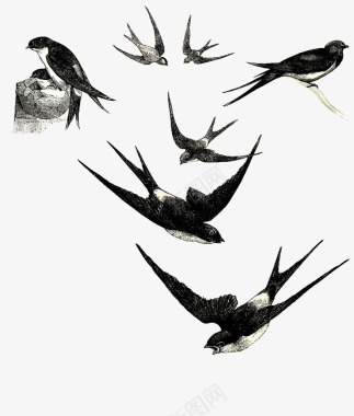 飞翔报春的燕子图标图标