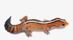 蜥蜴免扣PNG图水彩橙色蜥蜴矢量图高清图片