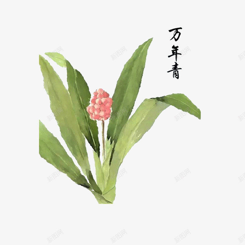 草药万年青png免抠素材_88icon https://88icon.com 强心利尿 彩绘 手绘中药材 清热解毒 草药万年青