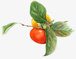 柿子红色柿子彩绘柿子素材