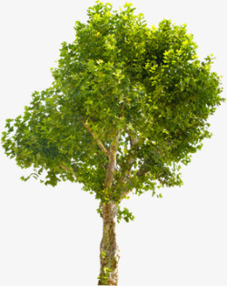 绿色植物树木片素材