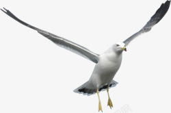 创意合成海边飞翔的海鸥展翅飞翔素材
