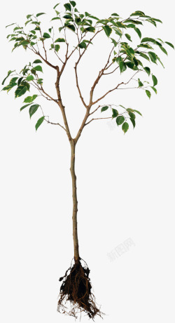 绿色根茎连根拔起的树高清图片
