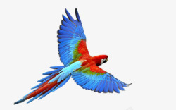 飞翔的彩色鹦鹉素材