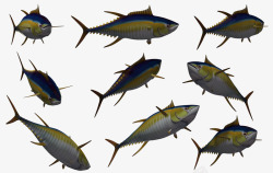 鱼类海底动物各种鱼素材