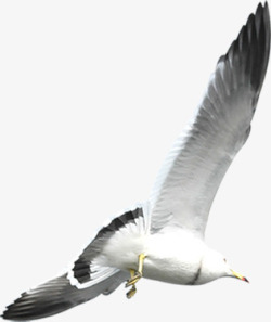摄影海边的白鹭海鸥素材