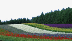 北方农产品彩色农作物摄影高清图片