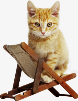 椅子背景摄影沙滩椅上的猫高清图片
