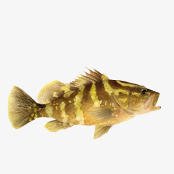 黄色条纹的鱼素材