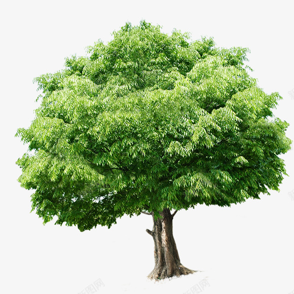 摄影绿色的植物大树造型效果png免抠素材_88icon https://88icon.com 大树 摄影 效果 植物 绿色 造型