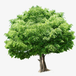 摄影绿色的植物大树造型效果素材