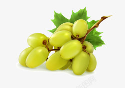 葡萄成熟绿色新鲜矢量图素材