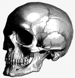 黑白灰素描骷髅骨头素材