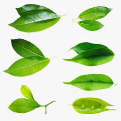 透明各种绿色小叶子素材