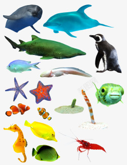 海洋里的各种哺乳动物和鱼类素材