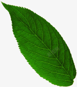 绿色植物树叶效果摄影素材