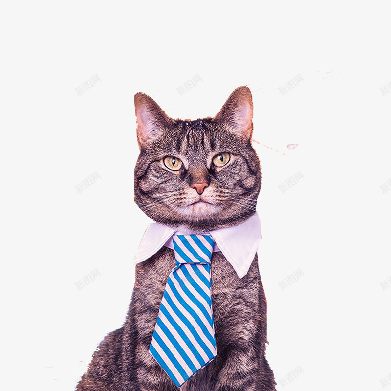 打领带的猫psd免抠素材_88icon https://88icon.com 动物 可爱 拟人化动物 摄影实物 猫