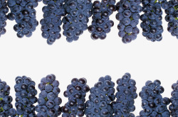 黑加仑水果装饰边框素材