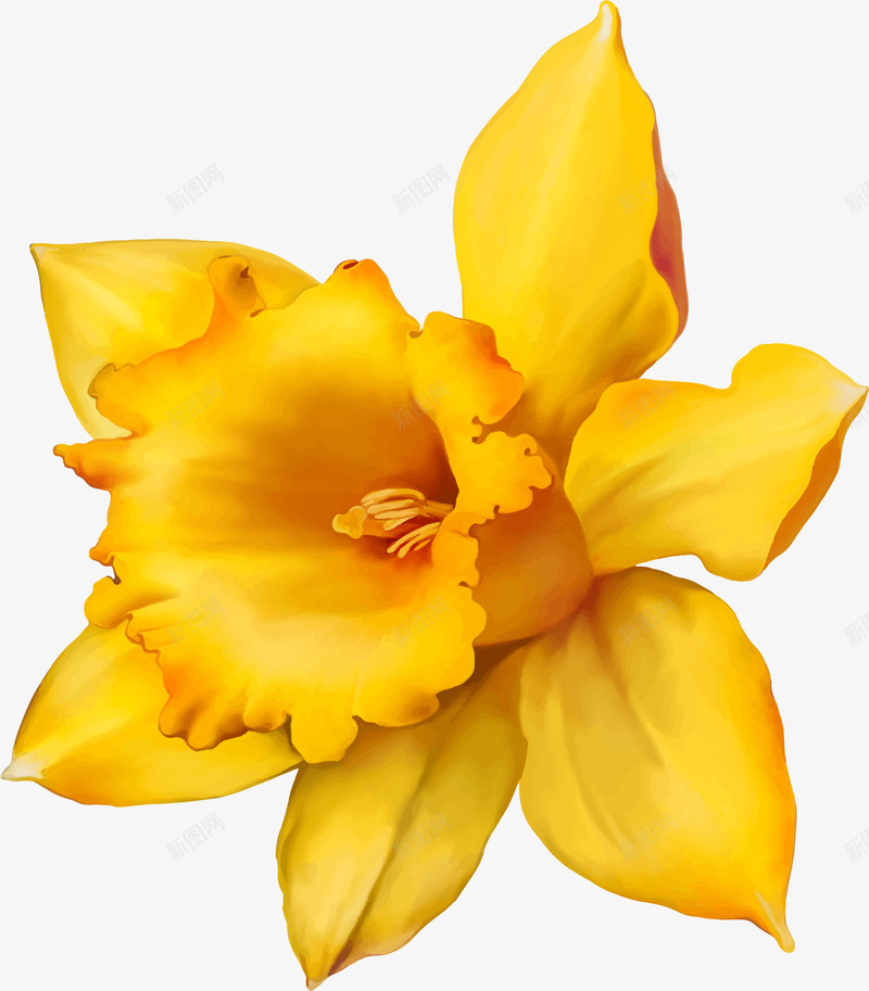 手绘黄色花朵花瓣png免抠素材_88icon https://88icon.com 喇叭花 手绘花朵 水彩花朵 质感 黄色花朵 黄色花瓣