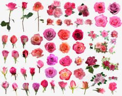 各种花朵美景玫瑰素材
