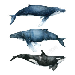 摄影蓝色的深海哺乳动物素材
